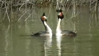 Swan Dancing With Love