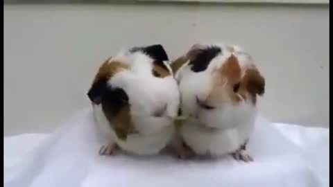 Cute Rabbits Cuple