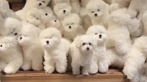 Cute puppy and dogs viral video