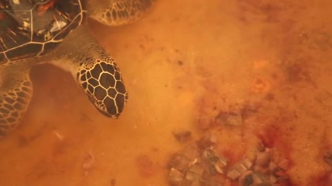 Adult turtle swimming in pool in conservation area in Sri Lanka