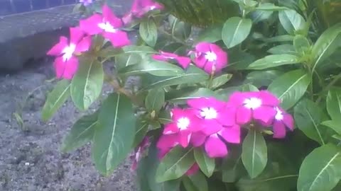 Beautiful periwinkle flowers, pink and white, are wonderful! [Nature & Animals]