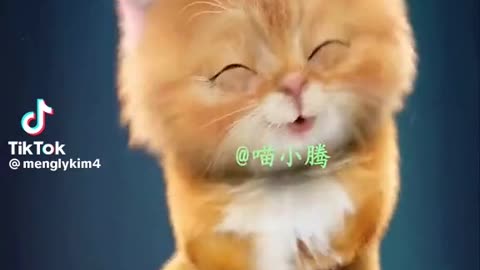 Cat funny song