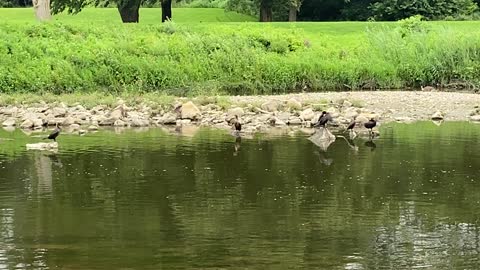 Cormorants gang of six