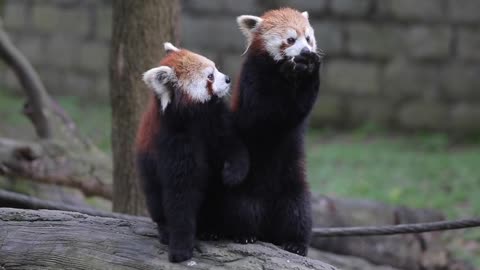 Two cute little animals are fighting for food