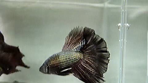 betta fish black copper