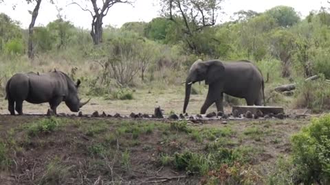 Elephant vs Rhino Real Fight