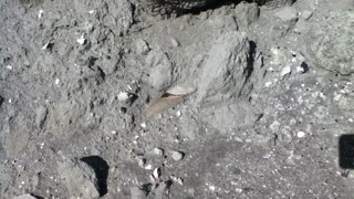 Fossil shark tooth hunting PCS Aurora NC