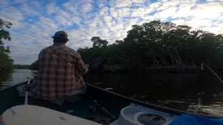 Snook at Low Tide in the Cross Bayou Canal