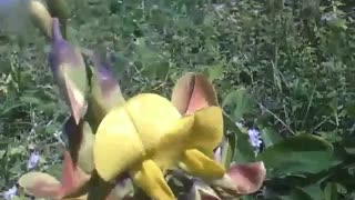 Crotalaria Breviflora flower is seen in the sand near of the beach [Nature & Animals]