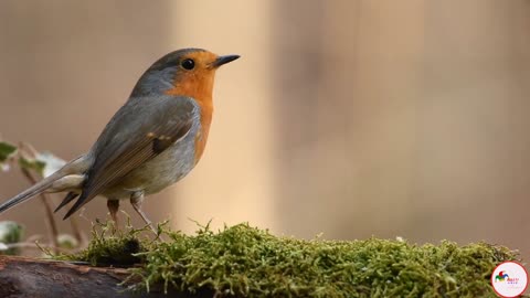 Unique third Eye, Furopean Robin Bird,bird looking for food