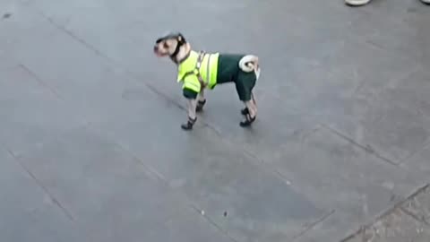 Tiny Police Dog Cleans Up the Streets