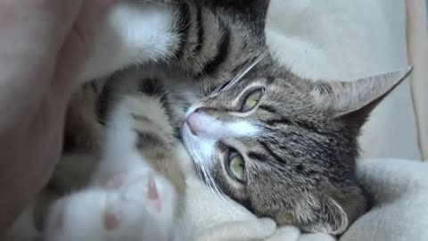 Cat Purring ASMR