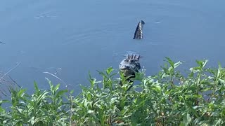 Huge alligator performs mating ritual for the camera