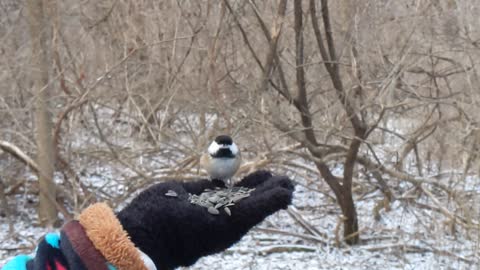 Handfeeding chickadees