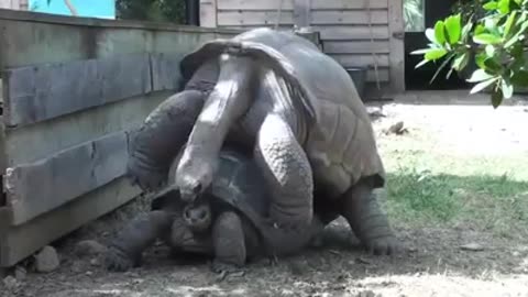 Turtles mating