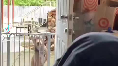 Dog attempts to jump over baby gate