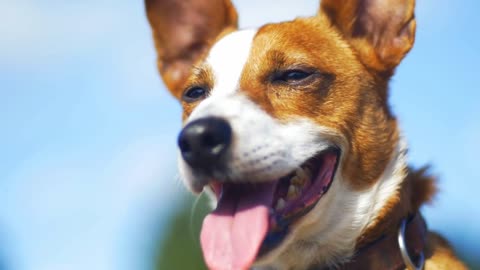 Jack Russell staring at other dogs, panting in the sun and waiting for commands. Slow motion