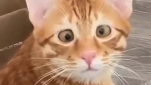 Cats funny video