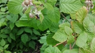 Bumblebee pollinates a plant.