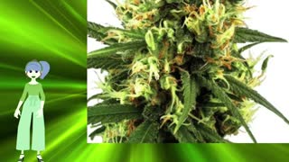 Tangerine Dream Auto – Growers Choice