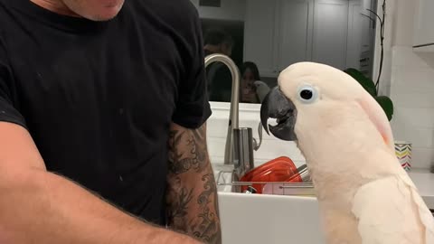 Cockatoo Learning How to Fist Bump