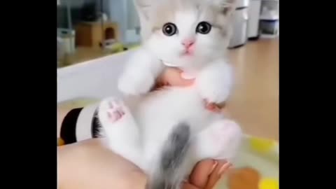 Cute cat