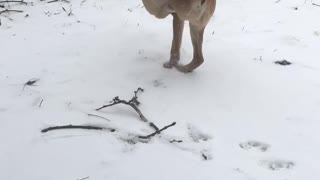 Two Legged Dog Takes a Stroll Through the Snow