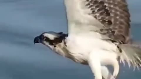 Watch the hawk attack the fish