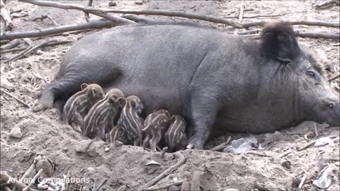 Little Baby Boar Piglets - CUTEST Compilation!