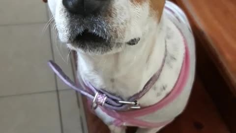 Black white brown dog gets head scratched on linoleum