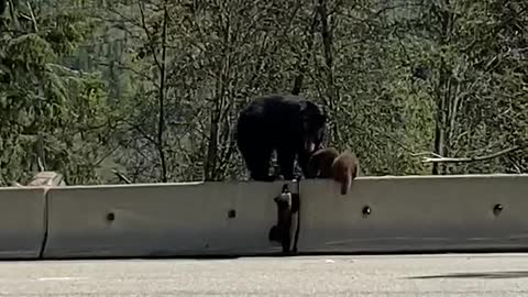 Bear Cub Learning How to Climb Barrier