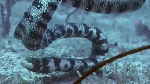 Moray eels are fighting Usually silent and open mouth