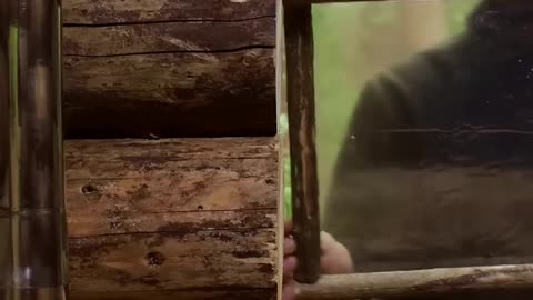 Building a Log Cabin in the Woods from Wind-Fallen Trees