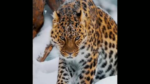 Leopard