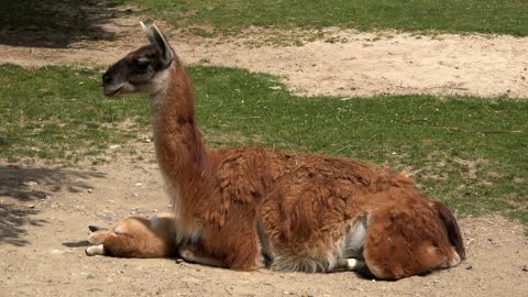 South American Camel at the zoo