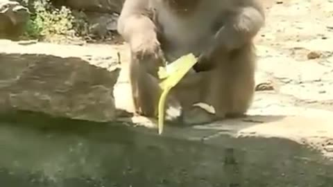 Animals funny videos