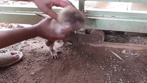 brave dogs rescue baby monkey.