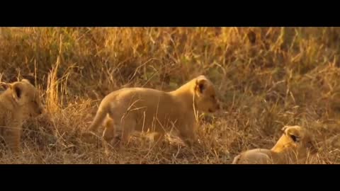 lioness with cub