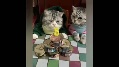 funny cats indoors(2.1)