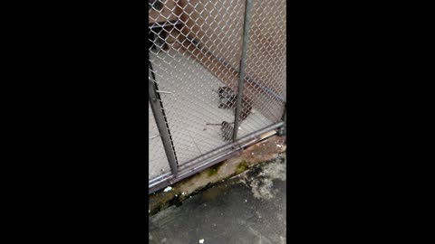 Macaques in the monkey nursery