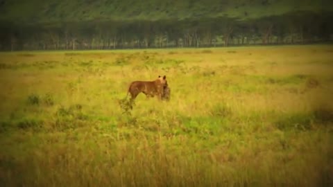 Lion catching a baboon