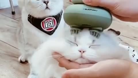 cat hair massage # video 2022