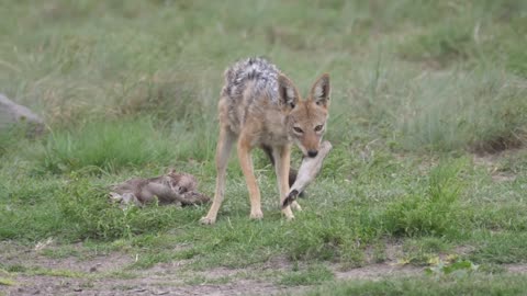 Black-backed jackal eating from a prey in Khama Rhino Sanctuary, Botswana9