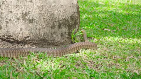 You won't believe these reptile breeding facts! Australia Zoo Life