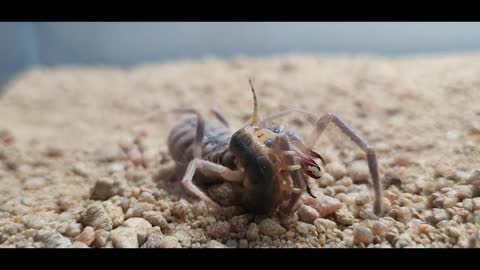 CENTIPEDE VS CAMEL Spider ! Epic battle of two monster !