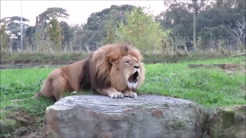 Lions Roaring Compilation