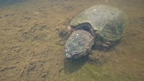 Snapping Turtle