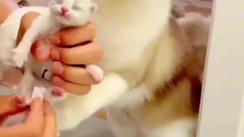 Beautiful cat 🐈 trending video