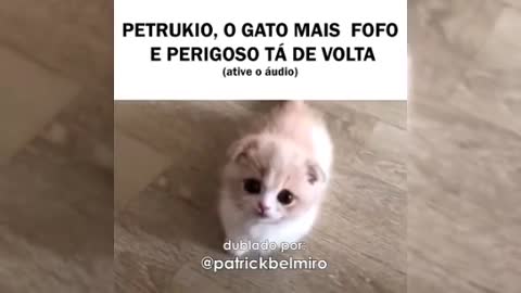 Petrukio O gato mais perigoso e fofo da internet (Todos os Vídeos)