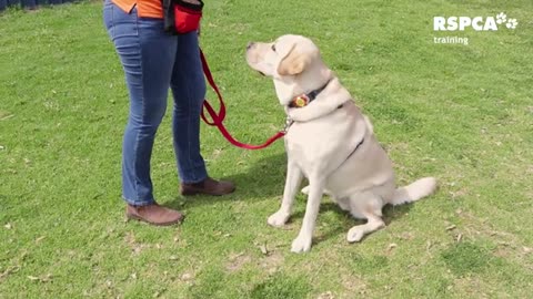 how to dog training at home